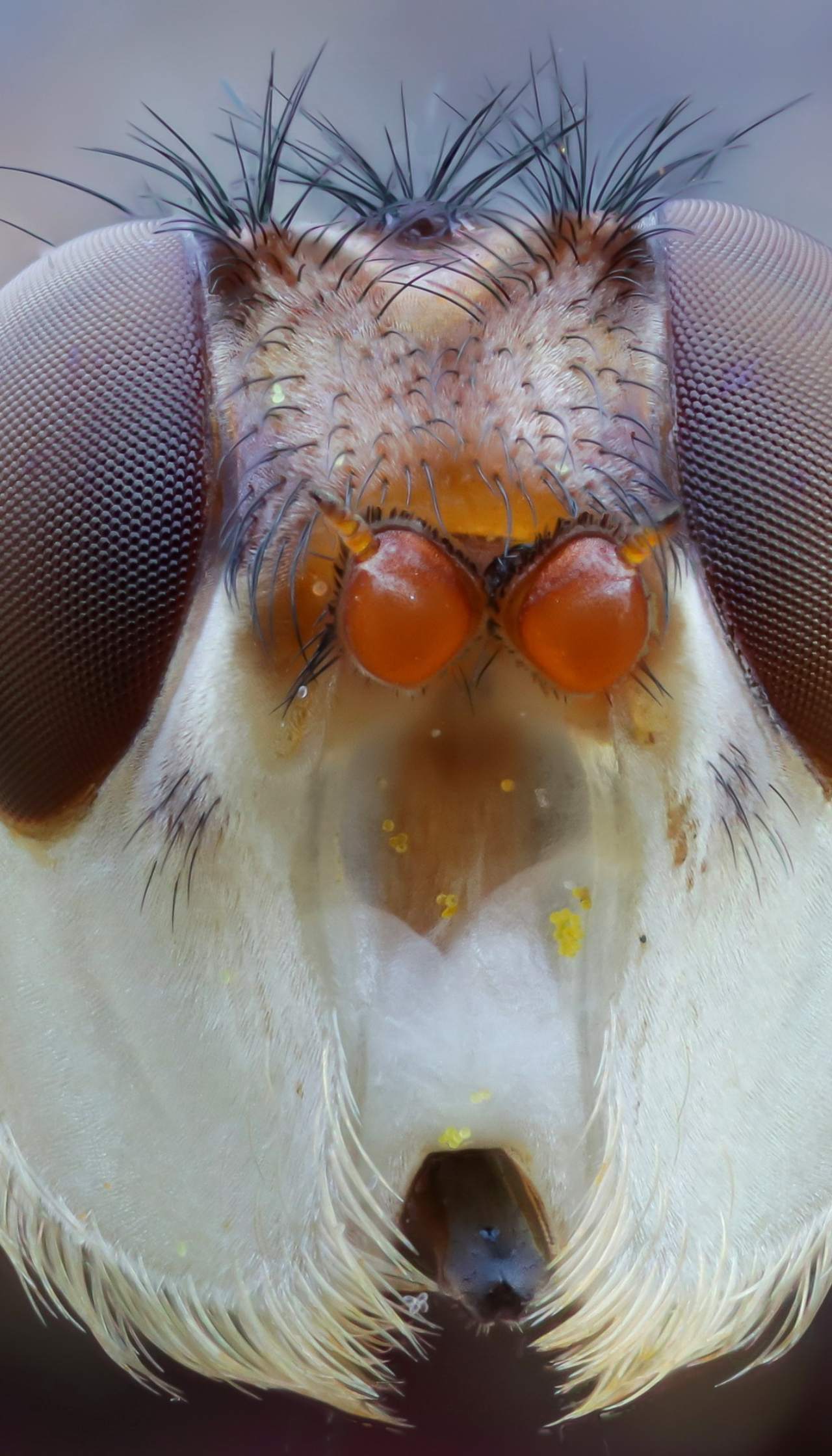 Conopidae - Myopa sp.